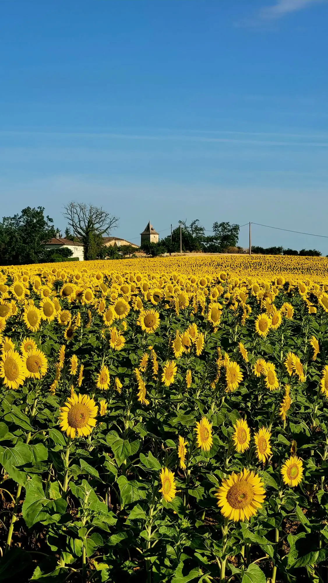 Tournesols dans le Gers