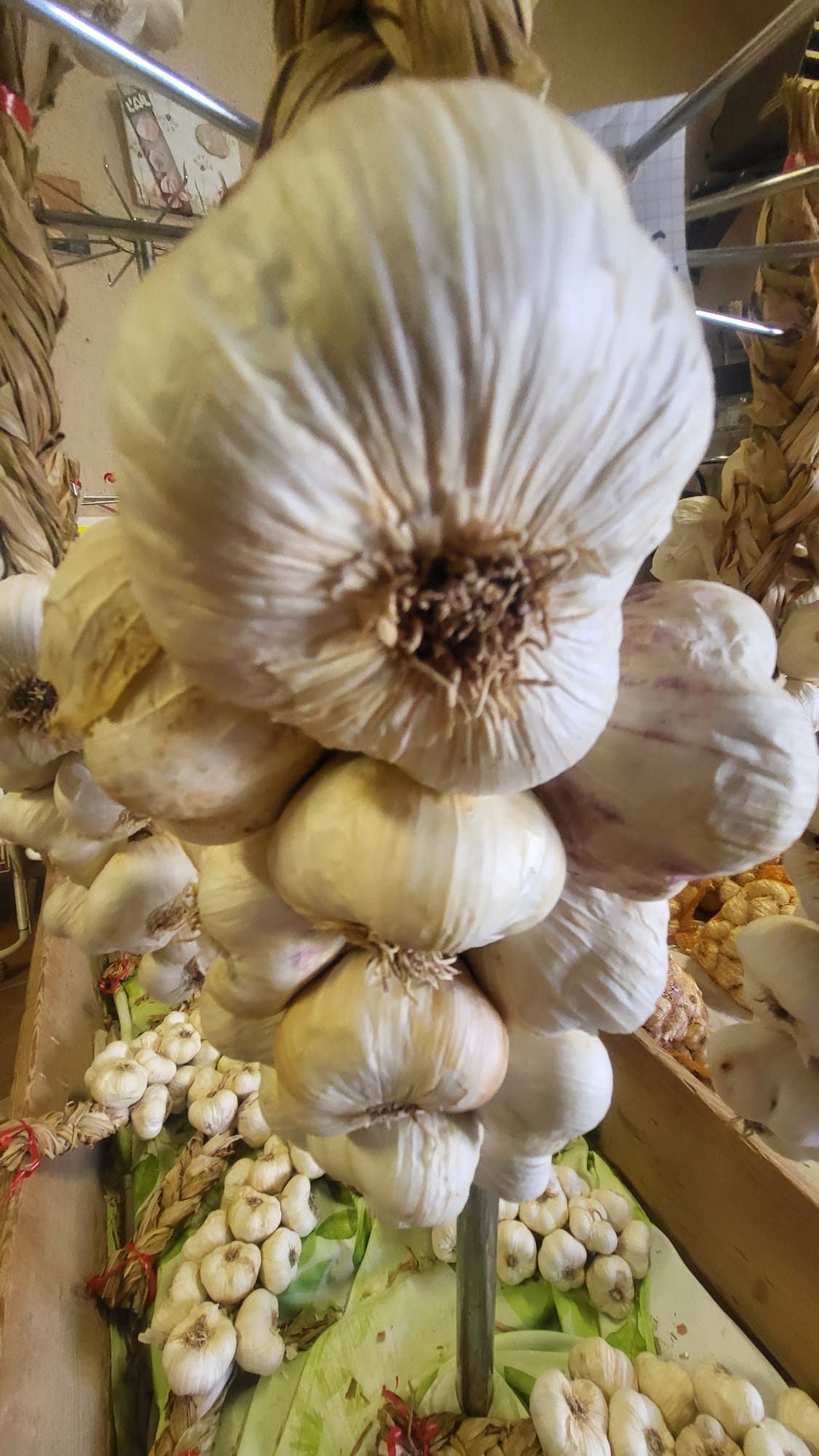 Ail blanc de Lomagne à la Maison de l'ail