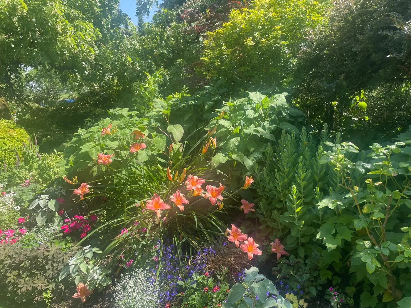 Fleurs d'été et feuillages dans les Jardins de Coursiana