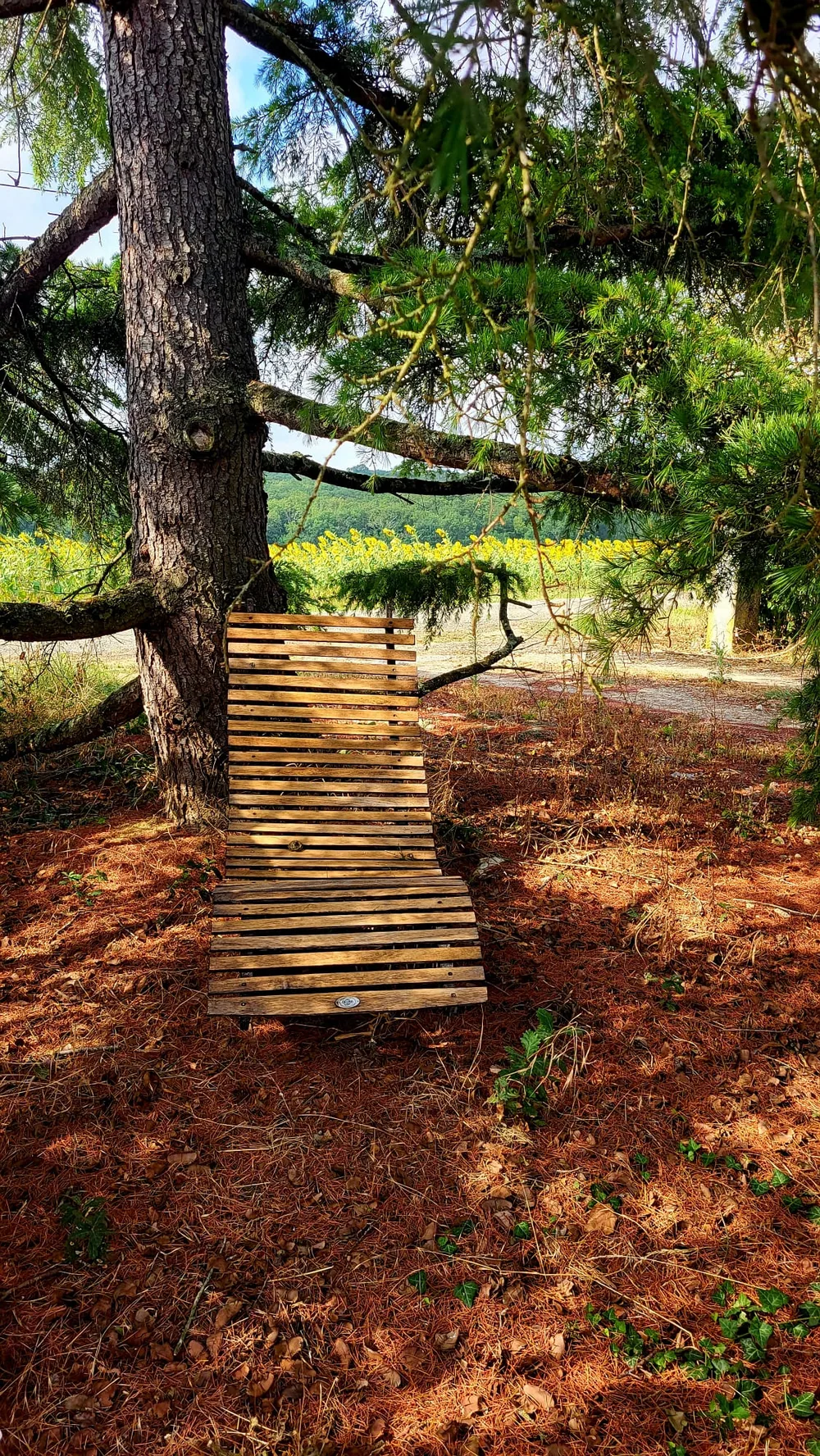 Fauteuil sous le cyprès face aux tournesols
