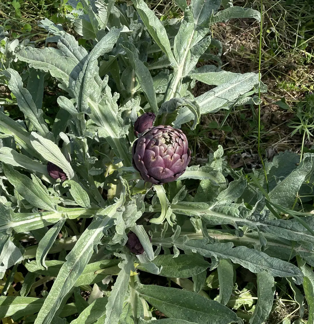 Artichaut du potager