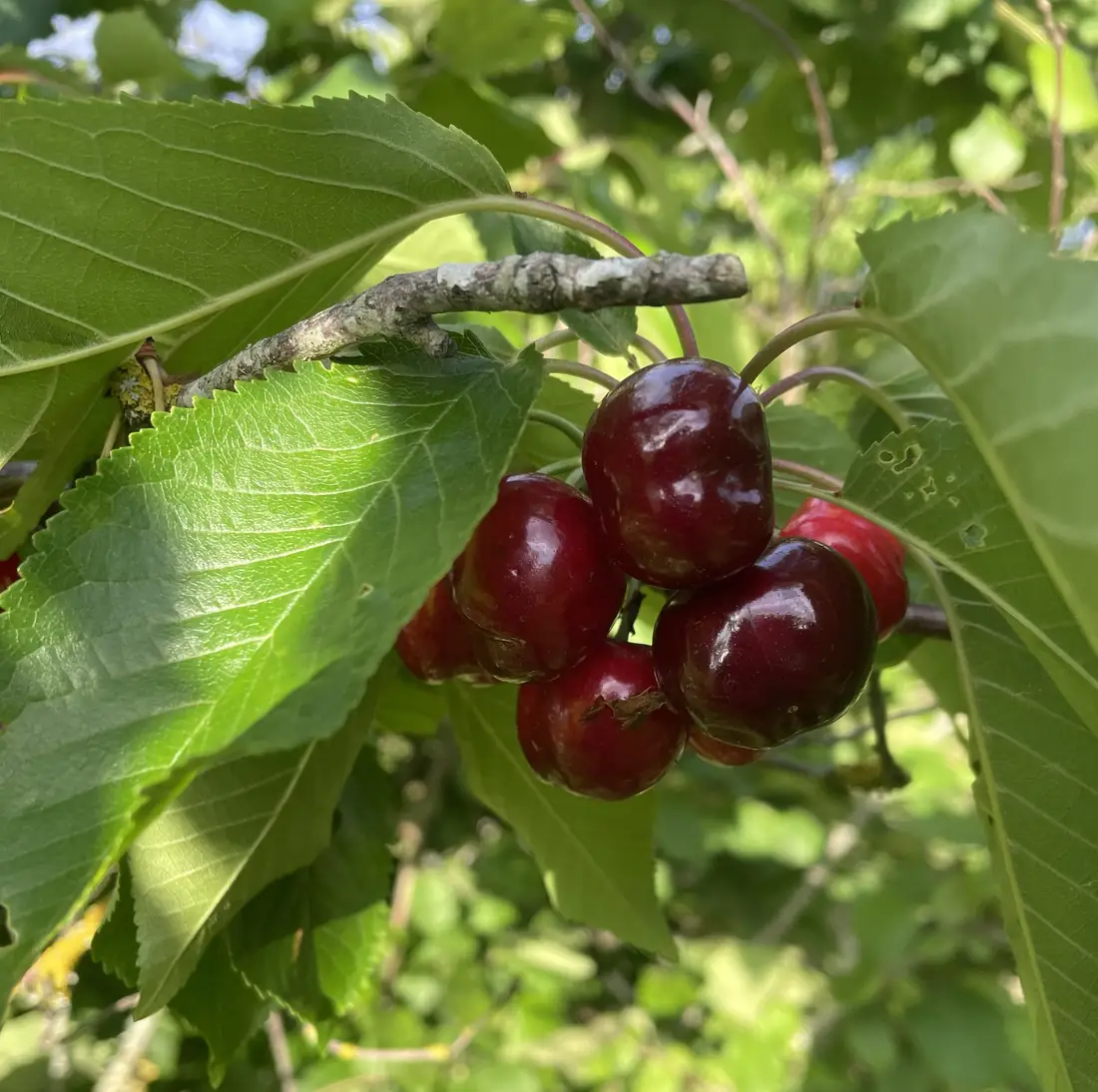 Cerises du verger